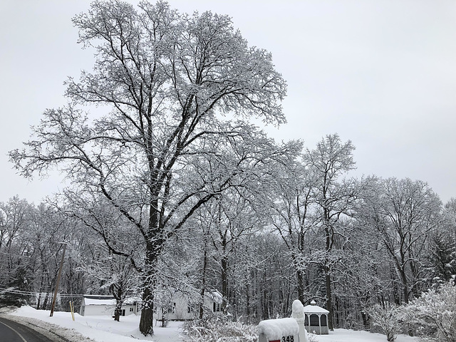 winter black and white