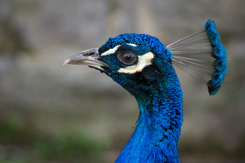 peacock