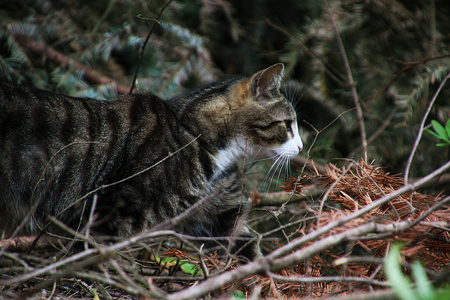 En mode chasse , toutes vibrisses dehors