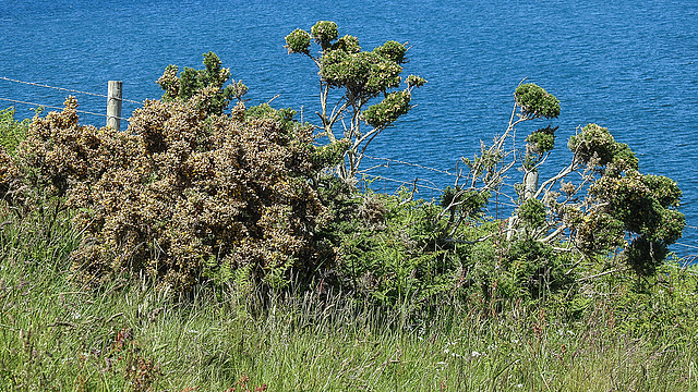 20190610 4969CPw [R~GB] Gallischer Stechginster (Ulex gallii), Wanderung auf dem Pembrokeshire-Coast-Path, Cwm yr Eglwys, Dinas, Wales