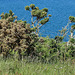 20190610 4969CPw [R~GB] Gallischer Stechginster (Ulex gallii), Wanderung auf dem Pembrokeshire-Coast-Path, Cwm yr Eglwys, Dinas, Wales