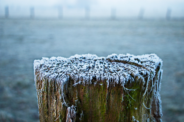 New year - old fence HFF!