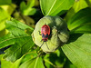 20151004 144754Hws [D~RI] Feuerwanze [JT], Hibiskus, Rinteln