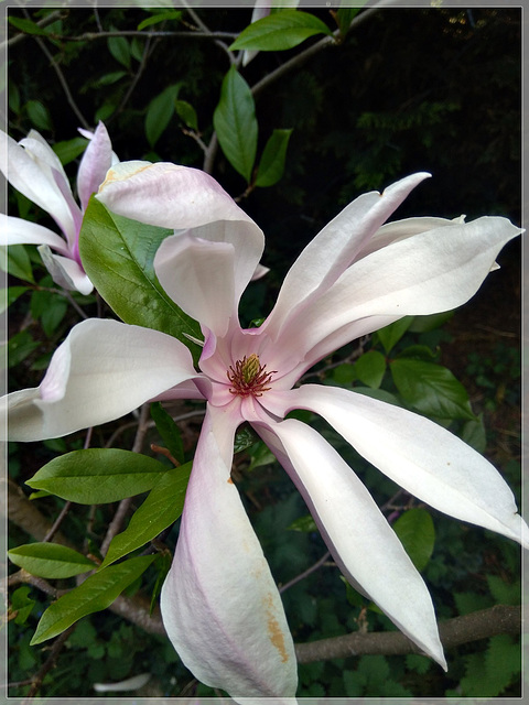 Au jardin : fleur de Magnolia avec note