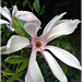 Au jardin : fleur de Magnolia avec note