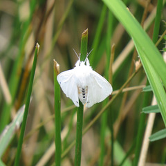 Spilosoma virginica – Virginian Tiger Moth