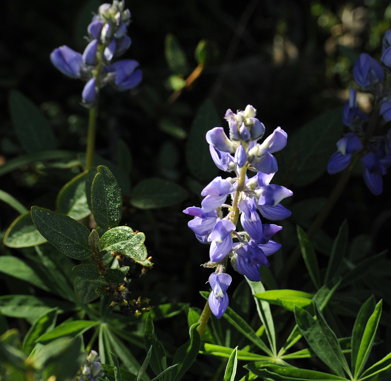 Lupins, Denali National Park, Alaska (H.A.N.W.E.)