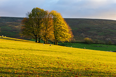 Moorfield Trees favourite Autumn