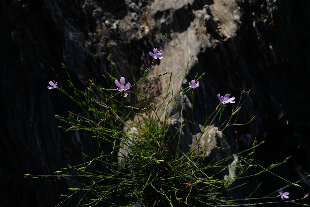 Petrorhagia saxifraga, Caryophyllales