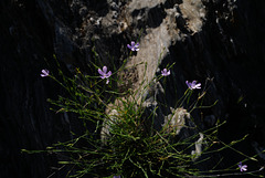 Petrorhagia saxifraga, Caryophyllales