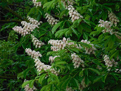 Fleurs de Marronnier d'Inde du parc**********