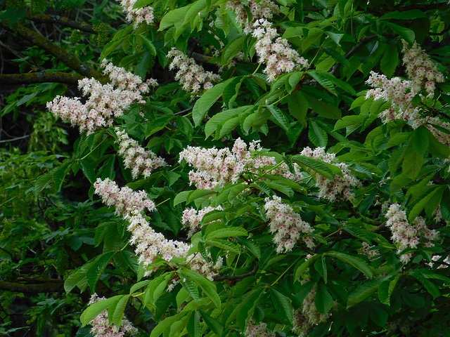 Fleurs de Marronnier d'Inde du parc**********