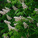 Fleurs de Marronnier d'Inde du parc**********