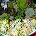 Succulents for sale