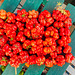 Day 235/365:2026 Travel Tomatos Day 235/365:2026 Travel Tomatos