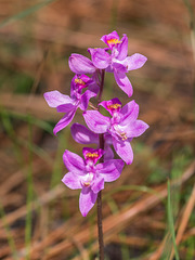 Calopogon multiflorus (Manyflowered Grass-pink orchid)