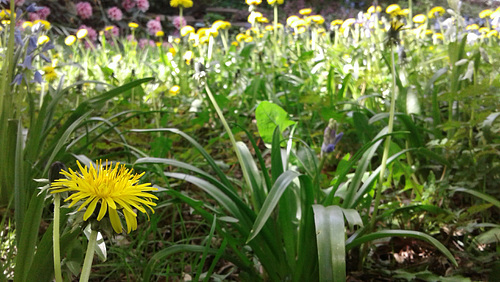 front yard