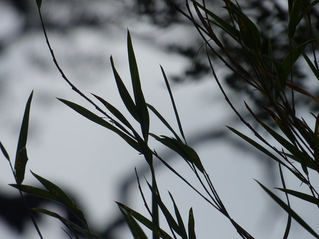 Juncos del bosque