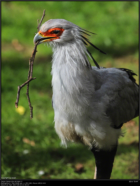 IMG 8461.jpg 2017 09 16  Zoo Planckendael II