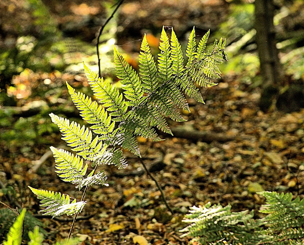 Ferns 7