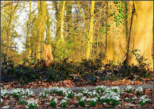 Snow bells