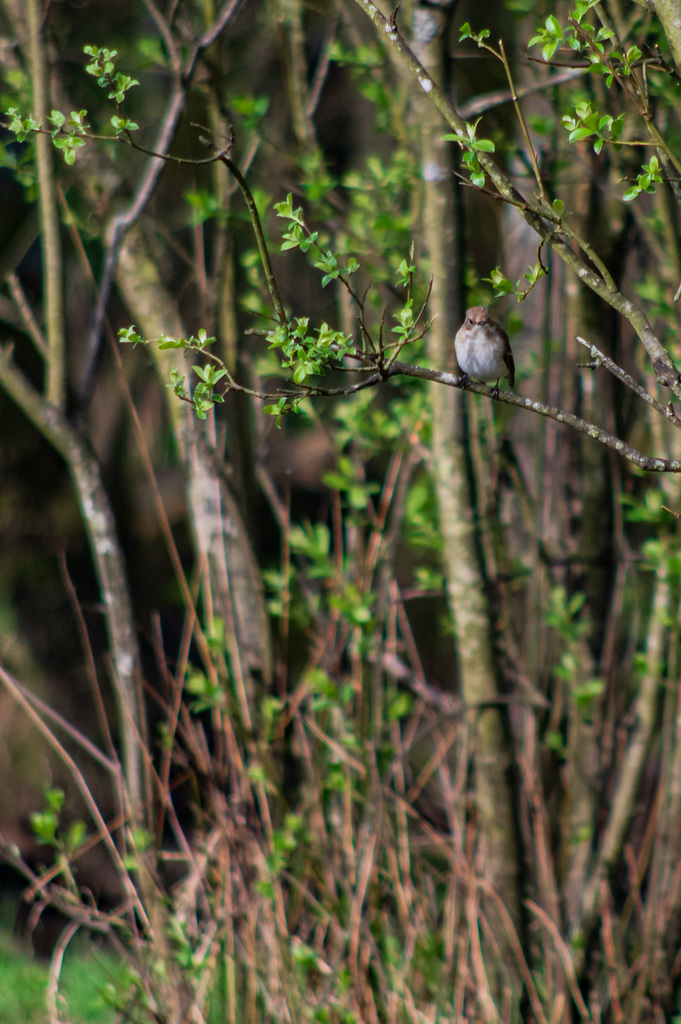 Pied Flycatcher female