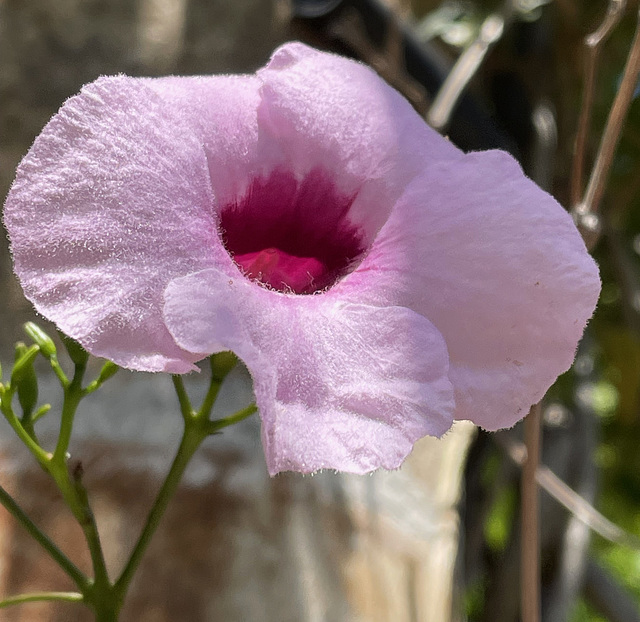 Jardins d’Alfàbia 5