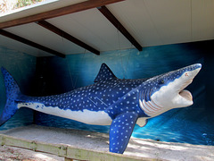 Helicoprion (carboniferous to permian periods).