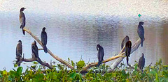 9 cormorants