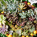 Succulents for sale