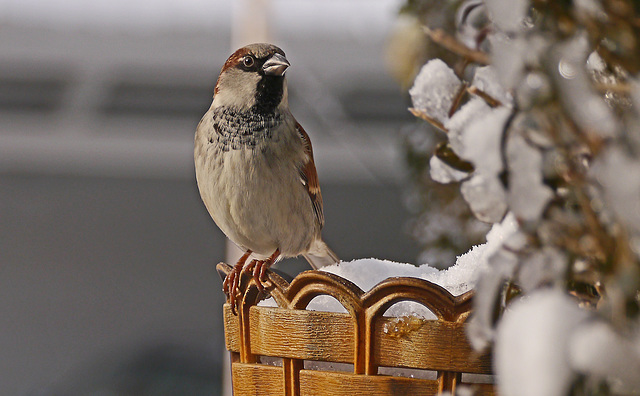 Sperling Vogel des Jahres 2015