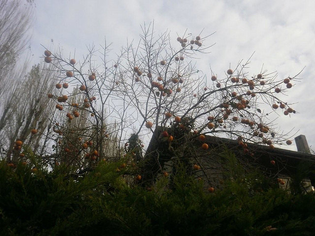 les feuilles mortes sont tombées , mais reste la lumière qui les a embellies et celles qui vont venir les remplacer !
