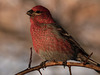 Pine Grosbeak / Pinicola enucleator