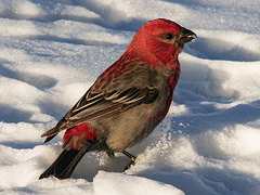 So pretty against the snow