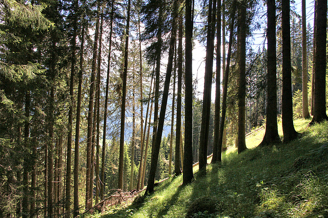 Wanderung zu den Innergsellwiesen (3 PIP)