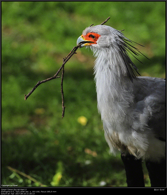 IMG 8462.jpg 2017 09 16  Zoo Planckendael II