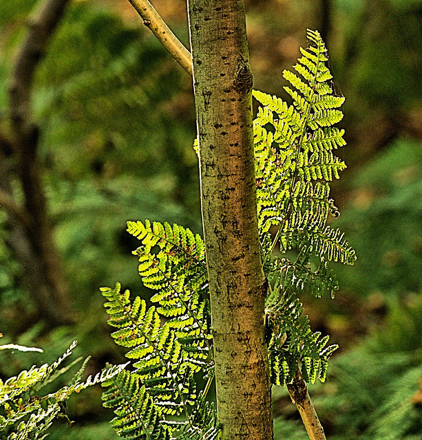 Ferns 6