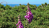 20190610 4971CPw [R~GB] Fingerhut (Digitalis purpurea), Gallischer Stechginster (Ulex gallii), Wanderung auf dem Pembrokeshire-Coast-Path, Cwm yr Eglwys, Dinas, Wales