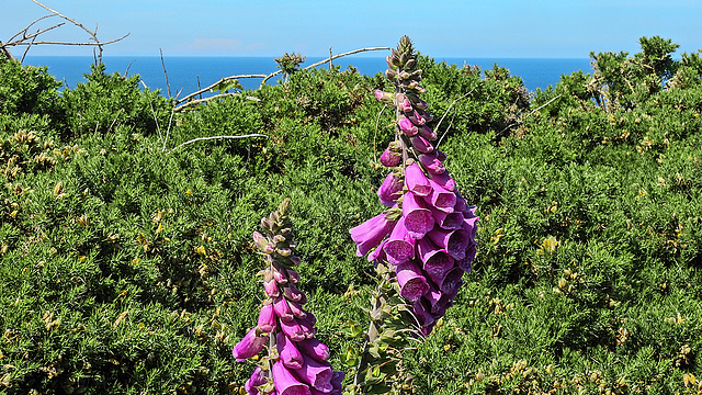 20190610 4971CPw [R~GB] Fingerhut (Digitalis purpurea), Gallischer Stechginster (Ulex gallii), Wanderung auf dem Pembrokeshire-Coast-Path, Cwm yr Eglwys, Dinas, Wales