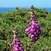 20190610 4971CPw [R~GB] Fingerhut (Digitalis purpurea), Gallischer Stechginster (Ulex gallii), Wanderung auf dem Pembrokeshire-Coast-Path, Cwm yr Eglwys, Dinas, Wales