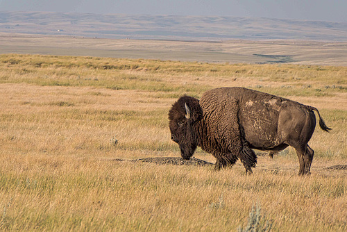 Bison at OMB