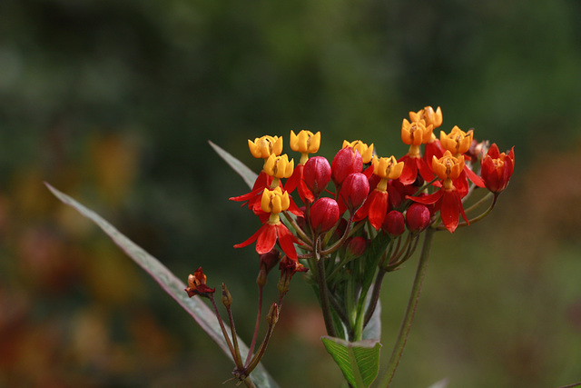 Riverwalk Flowers