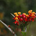 Riverwalk Flowers