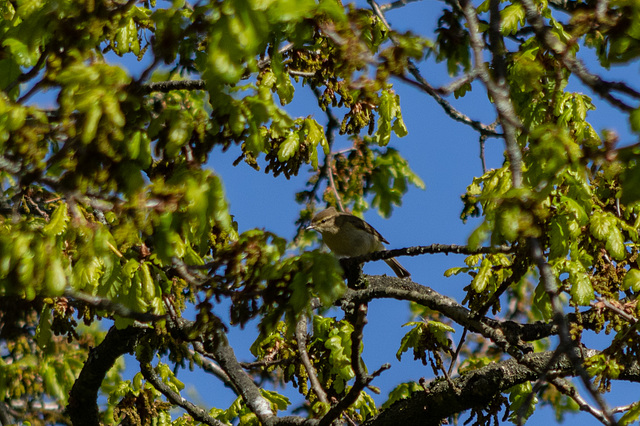 Willow Warbler