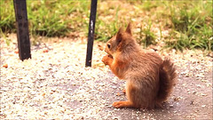 Baby red squirrel at lunch