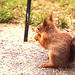Baby red squirrel at lunch