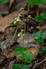 Neottia smallii (Appalachian Twayblade orchid, Kidney-leaf Twayblade orchid)