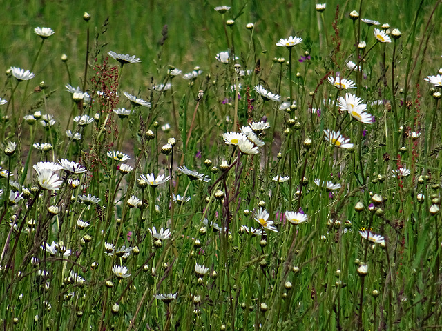 Daisies in the roadside
