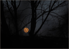 The moon having just cleared the neighbourhood to the East of us