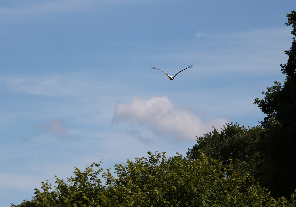 Stork in flight